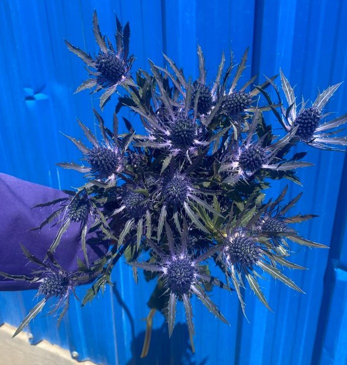 Products Mt Kenya Sprouts